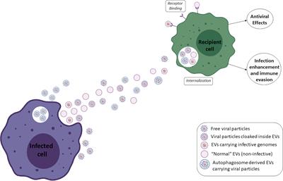 Extracellular Vesicles in Viral Infections: Two Sides of the Same Coin?